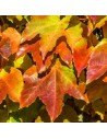 Parthenocissus tricuspidata 'Veitchii' - Vigne vierge