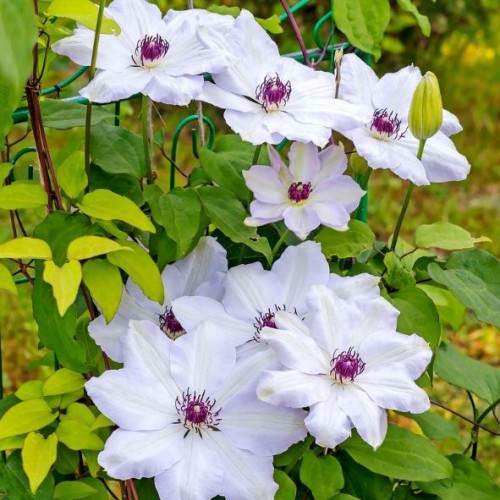 Clématite - Clematis hybride Mme Lecoultre