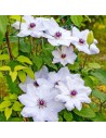 Clematis hybride 'Miss Bateman' - Clématite