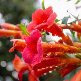 Campsis Radicans - Bignone