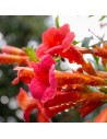 Campsis tagliabuana 'Madame Galen' - Bignone