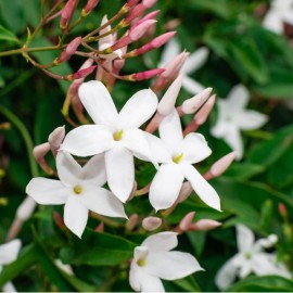 Jasminum offininale - Jasmin Blanc