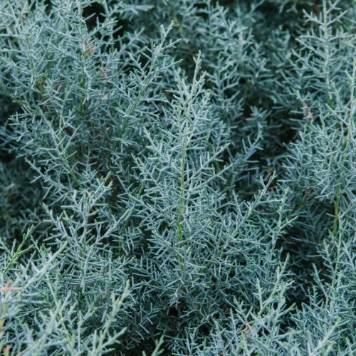 Cupressus arizonica 'Fastigiata' - Cyprès de l'Arizona