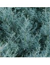 Cupressus  arizonica 'Fastigiata' - Cyprès de l'Arizona