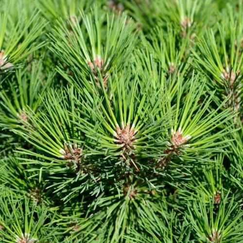 Pinus nigra brepo