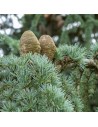 Cedrus deodara - Cèdre de l' Himalaya