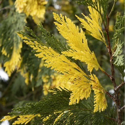 Calocedrus decurrens aureovariegata