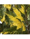 Calocedrus decurrens 'Aureovariegata' - Cèdre blanc