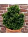 Chamaecyparis obtusa 'Nana Gracilis' - Cyprès du Japon
