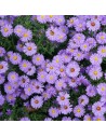 Aster dumosus 'Island Samoa' - Aster nain