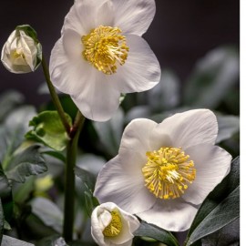 Leucanthemum snow lady