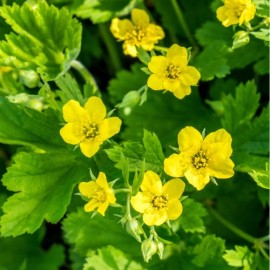 Geum hybride Banane Daiquiri