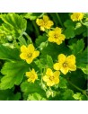 Geum hybride 'Banane Daiquiri' - Benoîte