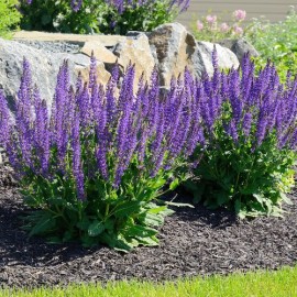 Salvia superba blaukonigin - sauge bleue