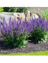 Salvia superba 'Blaukonigin' - Sauge des bois