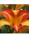 Hemerocallis 'Frans Hals' - Hémérocalle - Lis d'un jour