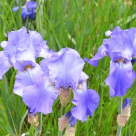 Iris germanica rippling clouds