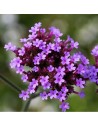 Verbena bonariensis - Verveine de Buenos Aires
