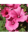 Lavatera hybride 'Burgundy Wine' - Lavatère