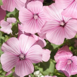 Lavatera Hybride Rosea