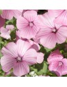 Lavatera olbia 'Rosea' - Lavatère