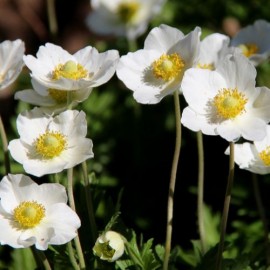 Anémone hupehensis 'Honorine Jobert’ - Anémone du Japon blanche