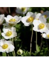 Anémone hupehensis 'Honorine Jobert’ - Anémone du Japon blanche