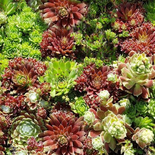 Sempervivum