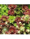 Sempervivum hybride - Joubarbe