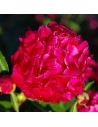 Paeonia lactiflora 'Karl Rosenfield' - Pivoine