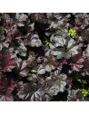 Heuchera hybride 'Black Beauty' - Heuchère