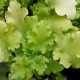 Heuchera hybride lime marmelade