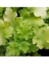 Heuchera hybride 'Lime Marmalade' - Heuchère