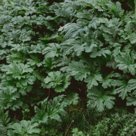 Heuchera hybride Apple Crips