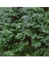 Heuchera hybride 'Apple Crips' - Heuchère