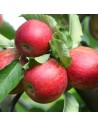 Malus domestica 'Rose de Berne' - Pommier