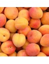 Prunus armeniaca 'Luizet' - Abricotier