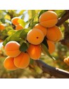 Prunus armeniaca 'Hargrand' - Abricotier