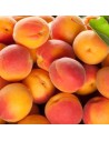 Prunus armeniaca 'Bergeron' - Abricotier