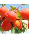 Prunus armeniaca 'Rouge du Roussillon' - Abricotier