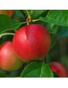 Malus domestica 'Summered' - Pommier