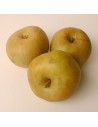 Malus domestica 'Reinette blanche du canada' - Pommier