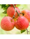 Malus domestica 'Elstar' - Pommier