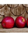 Malus domestica 'Gloster' - Pommier