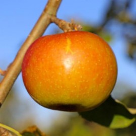 Malus domestica 'Cox's Orange' - Pommier en U