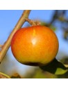 Malus domestica 'Cox's Orange' - Pommier en U