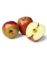 Malus domestica 'Belle de Boskoop rouge' - Pommier en U