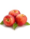 Malus domestica 'Antares' - Pommier