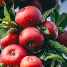 Malus 'Royal Gala' (pommier)