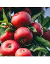 Malus domestica 'Api Noir' -  Pommier